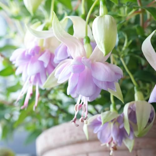 fuchsien - bodendecker winterhart mehrjährig fuchsien, kräuterpflanzen balkon blumendeko für sonnige plätze wildblumensamen hochbeet 50samen
