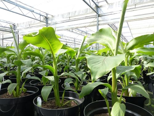 gruenwaren jakubik Bananenstaude 2 Stück Musa Basjoo 60-80 cm winterhart Staude japanische Faserbanane