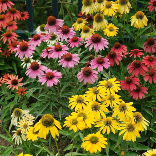 semi di echinacea, resistente - esotiche biologici da balcone, 1000pcs