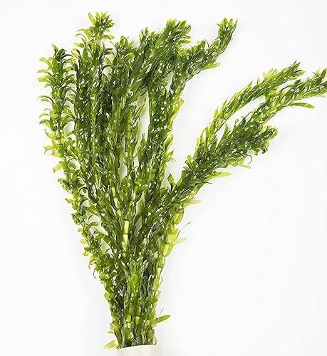 5 x Oxygenating Weed Live Pond Plant ELODEA DENSA - Also Aquarium Aquatic Plants