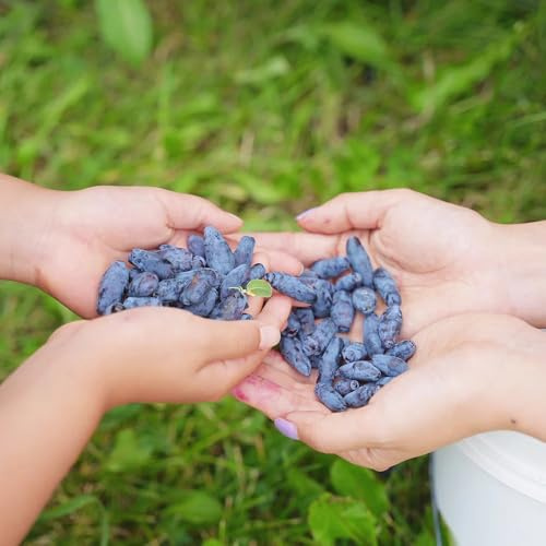 semi di mirtillo siberiano honeyberry - balcone biologiche antiche varietà giardino aiuole rialzate 200pcs