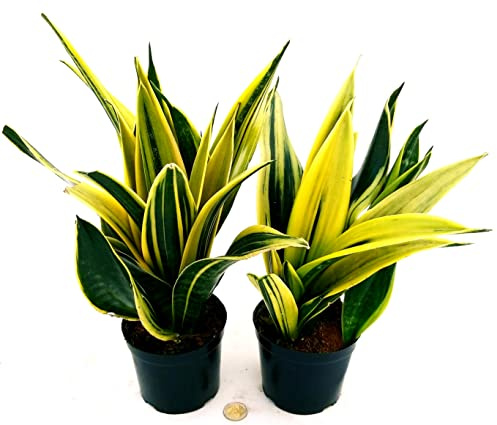 POWERS TO FLOWERS - SANSEVERIA GOLDEN FLAME, 2 PIANTE, vaso 13cm, piante vere