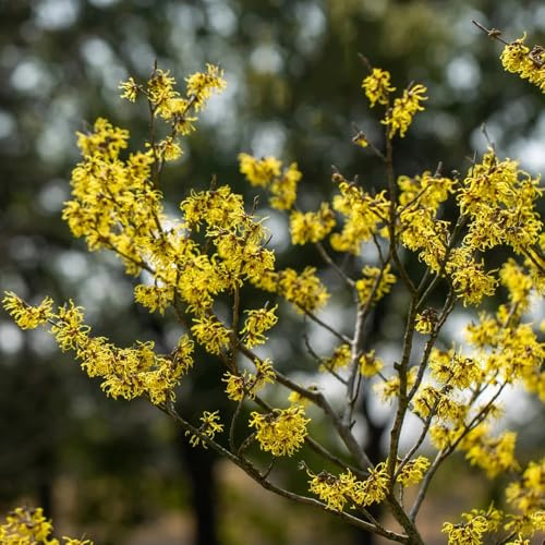 Semi di amamelide, resistenti all'esterno Hamamelis mollis, rare semi di d'appartamento da giardino 100pcs