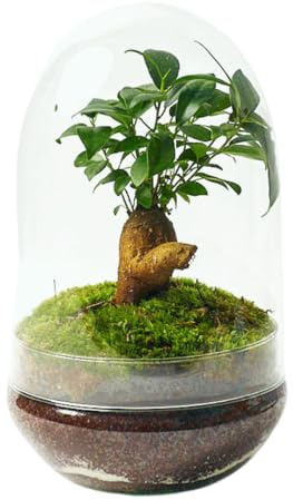 Terrario Plantas Cristal - Cúpula con Ficus Ginseng | Jardin Eterno en Cristal o Ecosistema Cerrado | Ideal para Decoración Hogar | Terrarios Autónomos | Mediano | Medidas: 30 x 19 cm