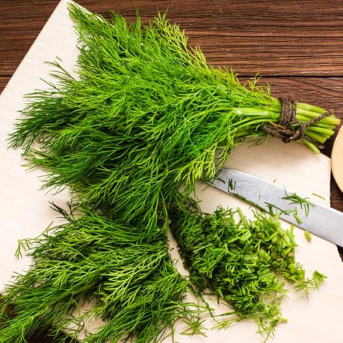 Semi di aneto - semi di vecchie varietà raro esotico resistenti per giardini rocciosi verdi biologiche giardino coltivazione 450pcs