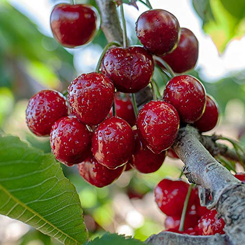 Sweet Cherry Fruit Tree Standard Patio Hardy Garden Plant 'Stella' 1 x 4.5L Pot by Thompson and Morgan
