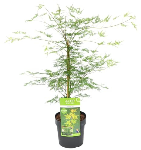 Bloomique - Acer Palmatum Emerald Lace - Japanischer Ahorn - Grünes Laub - Gartenpflanzen - Winterhart - Höhe 50-70 cm - Topf 19 cm