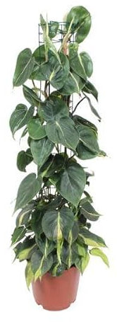 Philodendron Scandens Brasil – Ø 24 cm – 120 cm