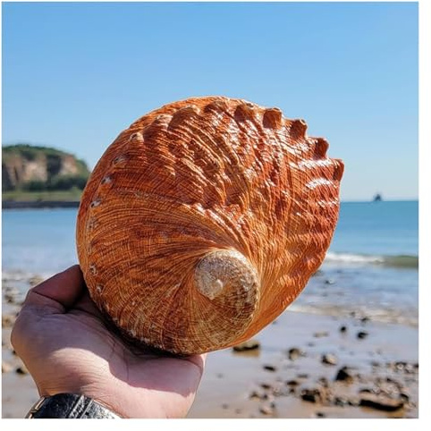 WEYIMVTO Coquillages. Coquille d'ormeau Naturelle Grande Taille 15-16 cm, Multi-Trous, décoration for fête, Mariage, Maison, Accessoires