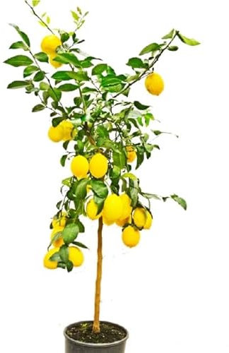 Árbol de Limones Natural - Limonero Premium