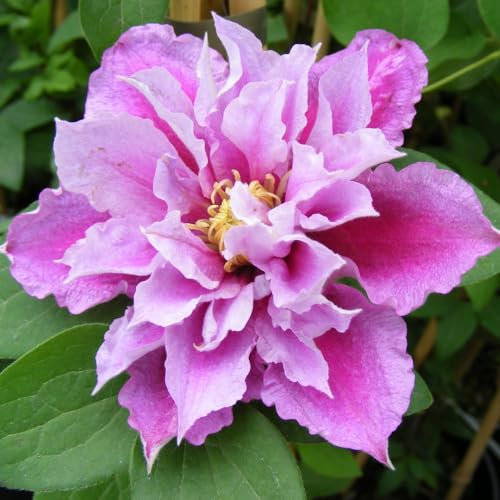 Clematis 'Piilu' Opulent Double Blooms in Late Spring and Single Autumn Flowers Compact Patio-Friendly 1X or 3X 7cm Pots by Thompson and Morgan