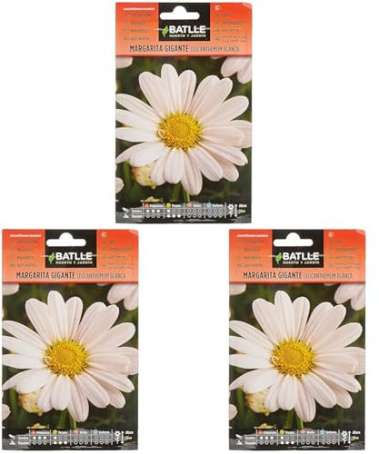 Marguerite Blanche LEUCANTENUM (Lot de 3)