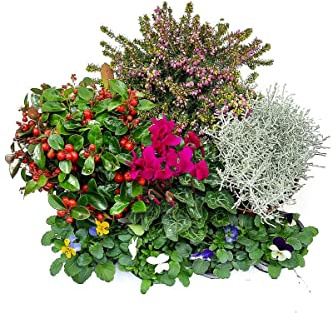 Herbst Blumen Set Nr.14 Stacheldraht, Scheinbeere, Schneeheide, Alpenveilchen, Hornveilchen