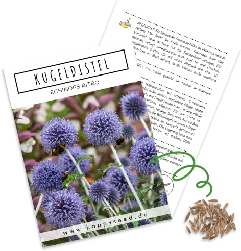 Kugeldistel Samen (Echinops ritro) - Bienenfreundliche Blumen mit blauen Blütenköpfen für eine bunte Blumenwiese, das Beet, den Balkon und die Terrasse