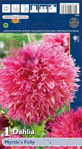 Ausverkauf Dahlienknolle : Dahlia - Deko Dahlien  Myrtle’s Folly  1 Knolle/Rhizom