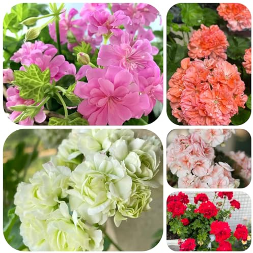 semi di geranio tappezzante perenne resistente gerani pelargonium appesi per luoghi soleggiati primaverile, selvatici rare, selvatici 50pcs