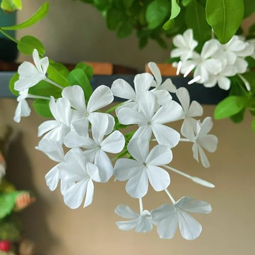 Semillas plomo resistentes para exteriores - raras Plomo - Plumbago auriculata balcón resistentes al invierno para balcones decoración balcones 30pcs