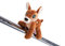 NICI- MagNICI Cervatillo Mala Magic 12cm marrón - Peluche sostenible con imán - Animal magnético para frigorífico, Pizarra, Metal y Mucho más Gran Idea de Regalo, Color, 12 cm (49203)