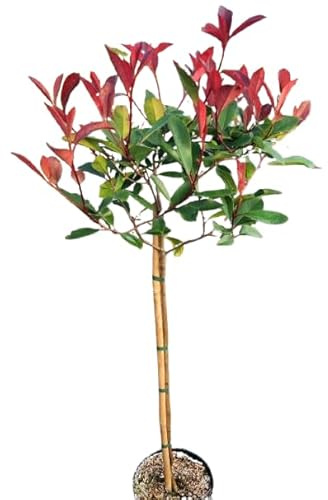 Photinia xfraseri 'red Robin' Glanzmispel Hochstamm 80-100 cm