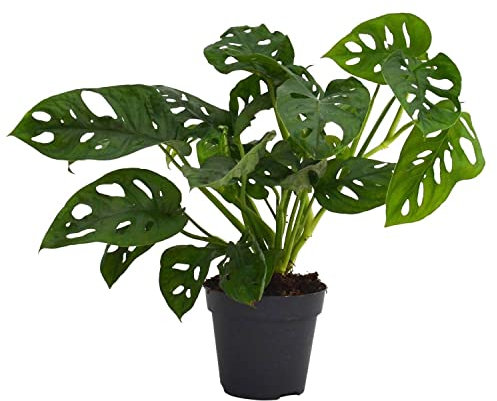 Planta de Interior Natural Monstera Adansonii Planta de Adán Monstera Natural