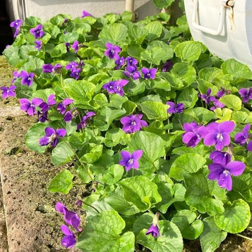 Semillas de violeta fragantes resistentes Semillas de violeta perfumadas con resistentes Las perennes son perennes para 25pcs