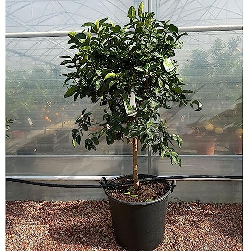 SAVINI VIVAI Zitruspflanze Tahiti-Limette im 70 cm Topf, Höhe 180-200 cm, 16-18 Jahre, Veredelung, hergestellt in Italien