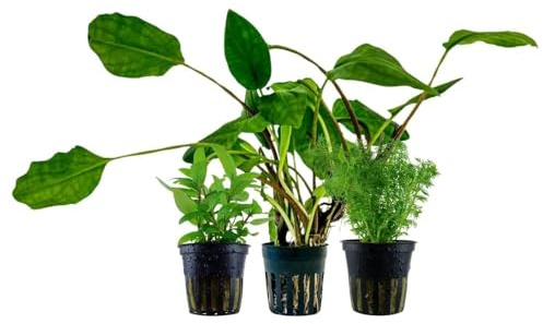 AquaOne Aquarium Pflanzen 3X Wasserpflanzen Einsteiger Aquarienpflanzen | Staurogyna Lagenandra Limnophila, Set mit 3 einfachen Aquarienpflanzen