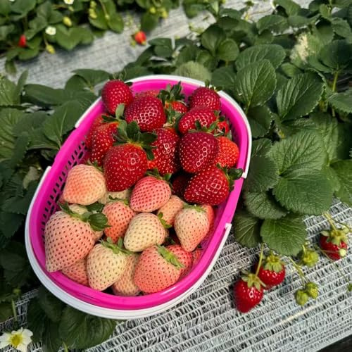 semillas fresas balcon, variedades antiguas, exóticas cama elevada resistentes 800pcs