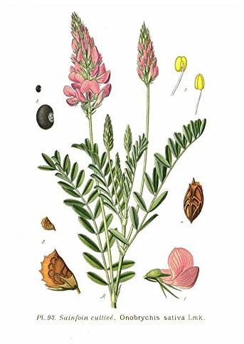 Saat Esparsette Onobrychis viciifolia 25 kg Futterpflanze Bodenverbesserer