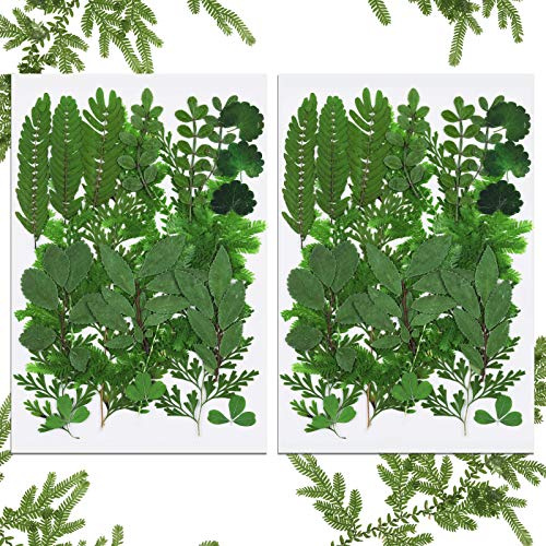 42 Pieces Dried Pressed Leaves for Resin Real Assorted Dried Greenery for Pressed Leaf Art Craft DIY Embellishment Decorations, 7 Styles