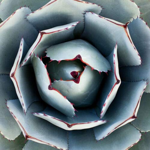 AGAVE PARRYI TRUNCATA seltene saftige Artischocke exotische Gartenaloe 100 SAMEN -