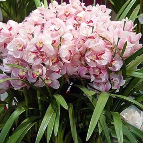 Cymbidium Orchid bulbi,Orchidea del cymbidium,Ambiente paesaggistico,Decorazione del giardino,perenni,cymbidium pianta(Non Fiori artificiali,senza semi)-3 bulbi-E