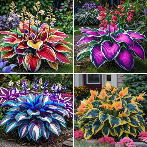 Rizoma di Hosta/Bulbi di Hosta per Giardini Ombreggiati/Foglie Decorative e Resistenzaadatte per la decorazione di giardini e balconi