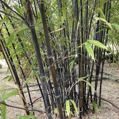 Pianta vera di Phyllostachys nigra - Diametro Vaso Ø 24 cm