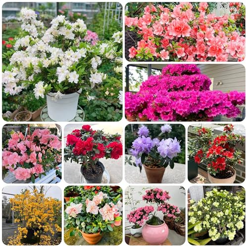 semi di rododendro, Copertura del terreno, perenne, siepi, arbusti resistenti di azalea, balcone resistenti, campo da balcone, 125pcs