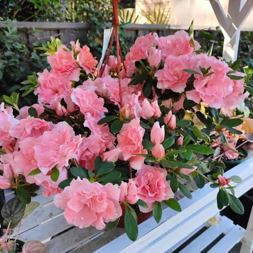 semillas resistentes de azalea - balcón Decoración jardín 400pcs