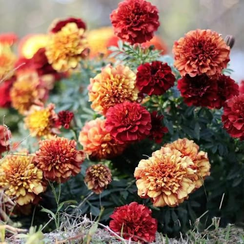 Semi di calendula, resistente al freddo - selvatici, per tappezzanti, Tagete da ombra, 500pcs