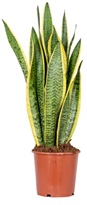 Bloomique - Sansevieria Laurentii - Langue de belle-mère - Plante d’intérieur - Dépolluante - Très facile d’entretien - Hauteur 50-70 cm - Pot 17 cm