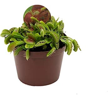Planta Carnívora Que Come Insectos Venus Atrapamoscas