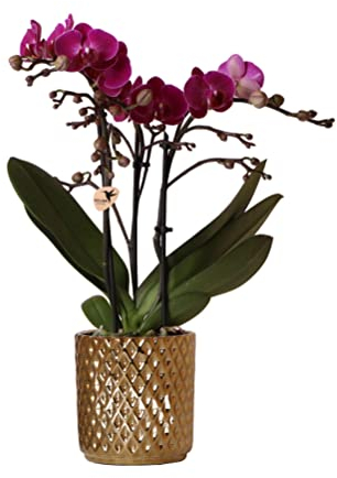 Kolibri Orchids | lila Phalaenopsis-Orchidee - Morelia + Diamant-Dekotopf gold - Topfgröße Ø9cm - 35cm hoch | blühende Zimmerpflanze - frisch vom Züchter