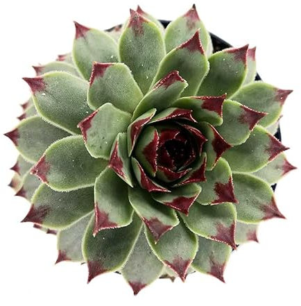 DECOALIVE Planta Crasa Natural Siempreviva Suculenta Eterna Planta Viva