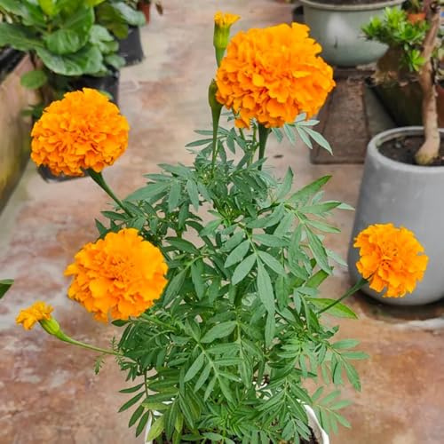 semi di calendula perenni resistenti di perenni tagetes da balcone da giardino roccioso resistenti balcone to selvatici giardino 400pcs