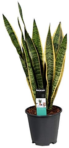 Bogenhanf (Sansevieria laurentii), kompakt mit kräftigen Farben, pflegeleichte Zimmerpflanze (ca. 65cm hoch im 19cm Topf)