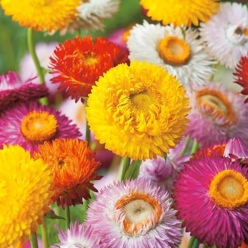 Welldales 50 Mixed Giant Strawflower Seeds UK Paper Daisy Everlasting Helichrysum Plant
