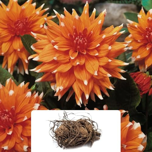 1 Dahlia Cactus Color Spectacle – Summer-Flowering Perennial Bulb – Perfect for UK Gardens and Climatic Conditions
