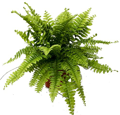 Helecho Serrucho Planta Natural para Interior y Exterior