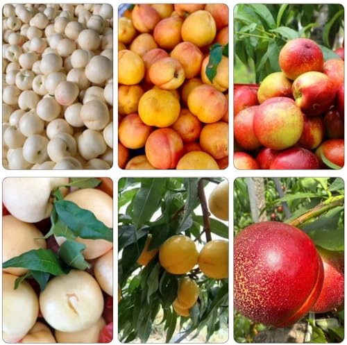 Nektarinenbaum topfpflanzen bio obstbaum baumsamen pflanzenkübel pflanzensamen winterharte stauden mehrjährig pfirsichbaum obstsamen obstpflanzen säulenobst hochbeet balkon 25samen