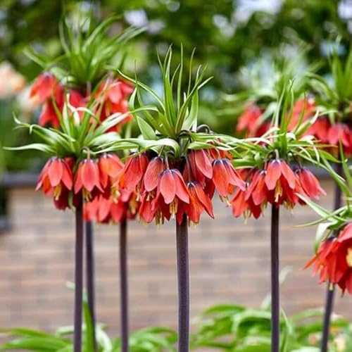 tuberi imperiali corona - giardino resistenti decorazione 10pcs