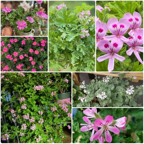Semi di geranio limone, semi di geranio profumato, semi di perenni Pelargonium graveolens - balcone giardino semi per aiuole rialzate 180pcs