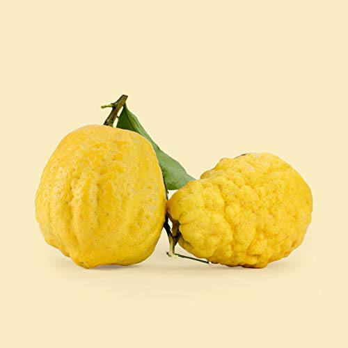 Pianta di Cedro o Citrus Medica Albero età 2 anni Agrume da mangiare pianta vera facile da coltivare venduta da eGarden.store